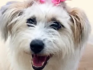 Cachorro raça SRD-ViraLata idade 1 ano nome Luna