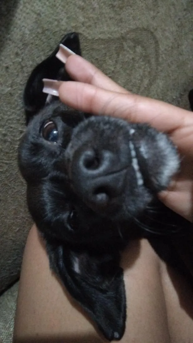 Cachorro raça SRD-ViraLata idade 5 anos nome Luna