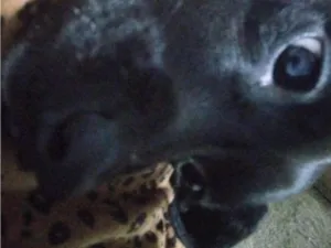 Cachorro raça SRD-ViraLata idade 5 anos nome Luna