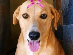 Cachorro raça SRD-ViraLata idade 7 a 11 meses nome Mila