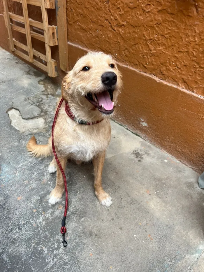 Cachorro raça SRD-ViraLata idade 2 anos nome Rone