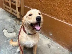 Cachorro raça SRD-ViraLata idade 2 anos nome Rone