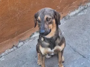 Cachorro raça SRD-ViraLata idade 2 anos nome Spyke