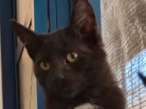 Gato raça SRD-ViraLata idade 2 a 6 meses nome Negresco