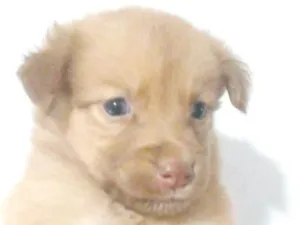 Cachorro raça SRD-ViraLata idade Abaixo de 2 meses nome melki