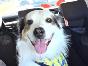 Cachorro raça SRD-ViraLata idade 1 ano nome Bob