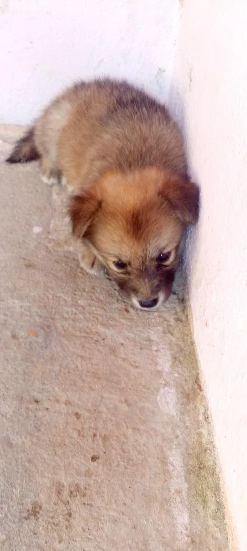 Cachorro raça SRD-ViraLata idade Abaixo de 2 meses nome black