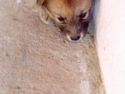 Cachorro raça SRD-ViraLata idade Abaixo de 2 meses nome black