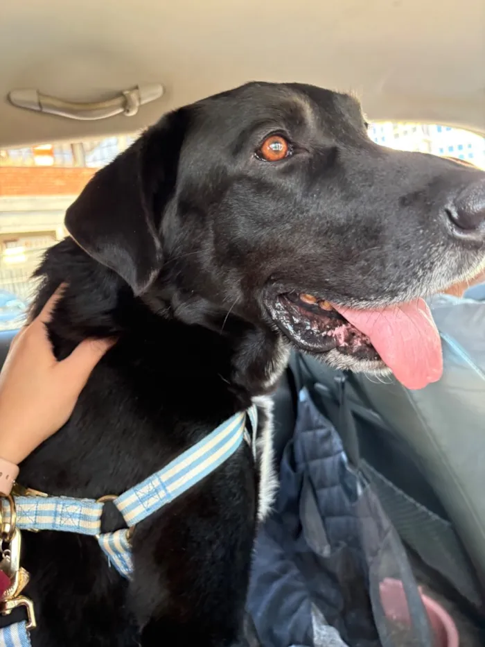 Cachorro raça SRD-ViraLata idade 3 anos nome Dark