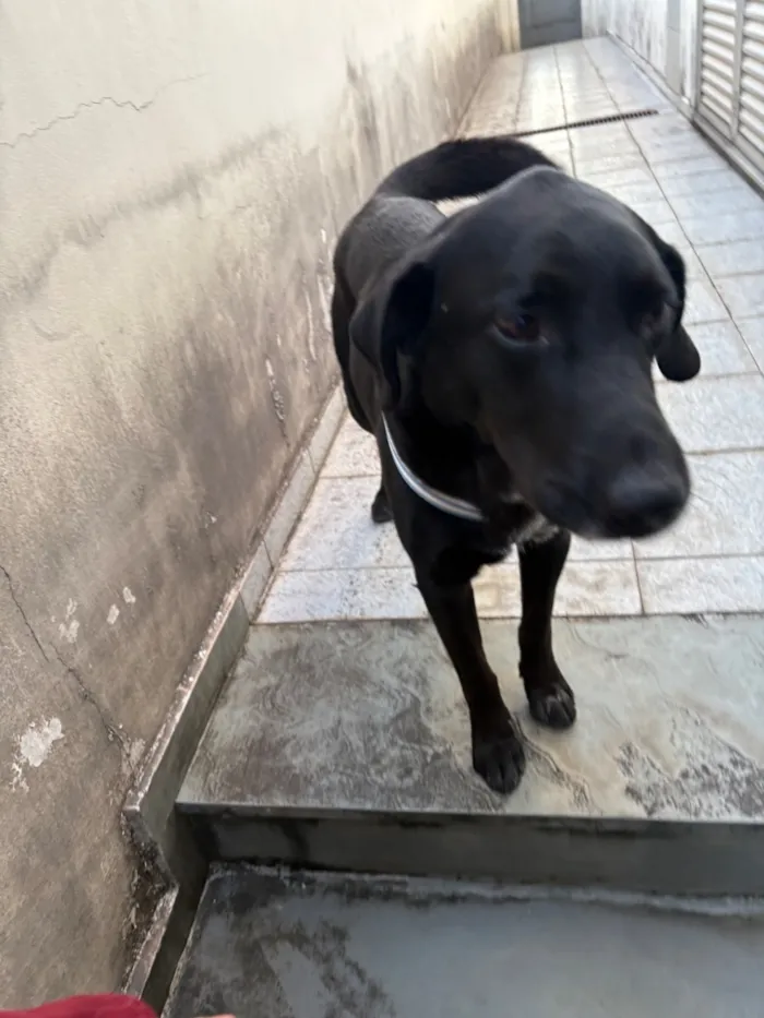 Cachorro raça SRD-ViraLata idade 3 anos nome Dark