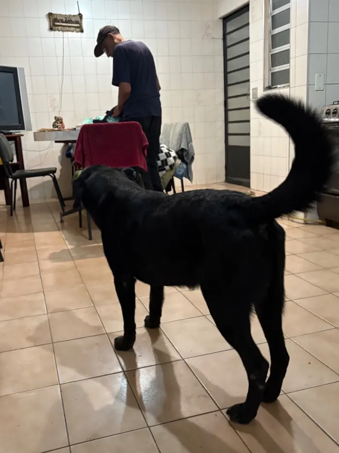 Cachorro raça SRD-ViraLata idade 3 anos nome Dark