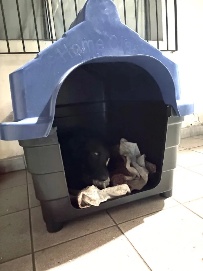 Cachorro raça SRD-ViraLata idade 3 anos nome Dark