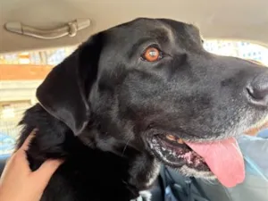 Cachorro raça SRD-ViraLata idade 3 anos nome Dark