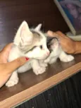 filhotes de gato fêmeas e machos