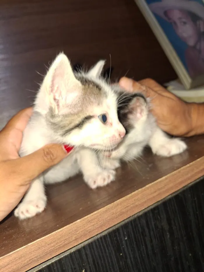 Gato raça SRD-ViraLata idade Abaixo de 2 meses nome filhotes de gato fêmeas e machos