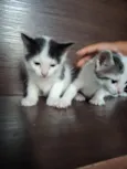 filhotes de gato fêmeas e machos
