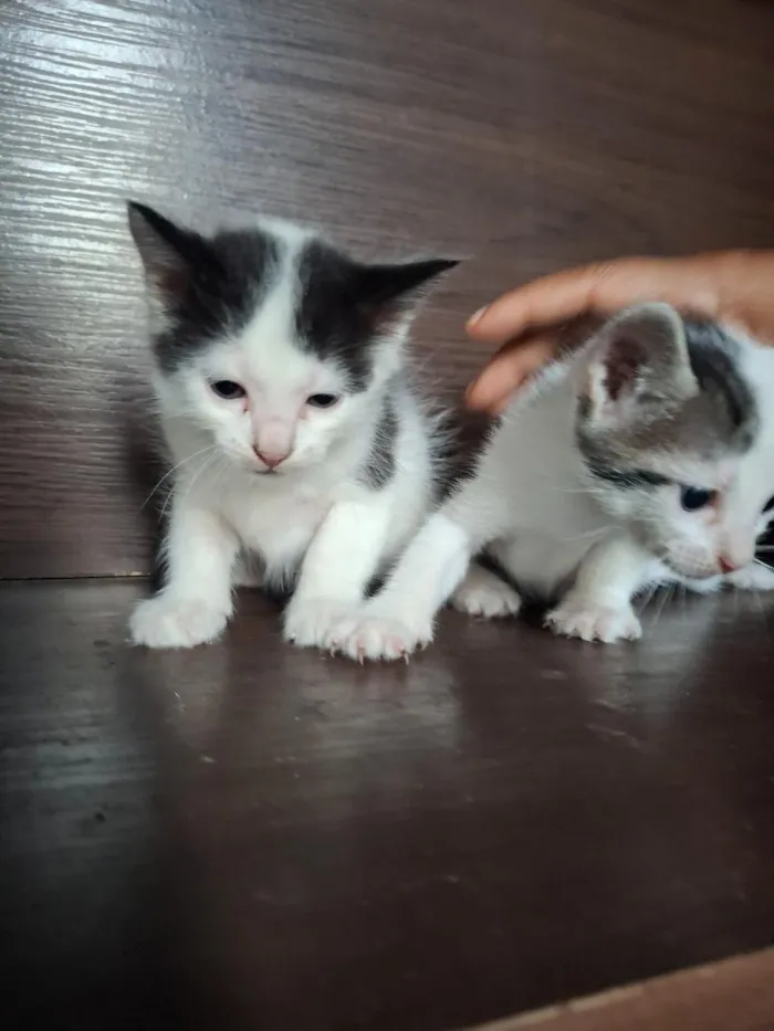 Gato raça SRD-ViraLata idade Abaixo de 2 meses nome filhotes de gato fêmeas e machos