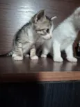 filhotes de gato fêmeas e machos