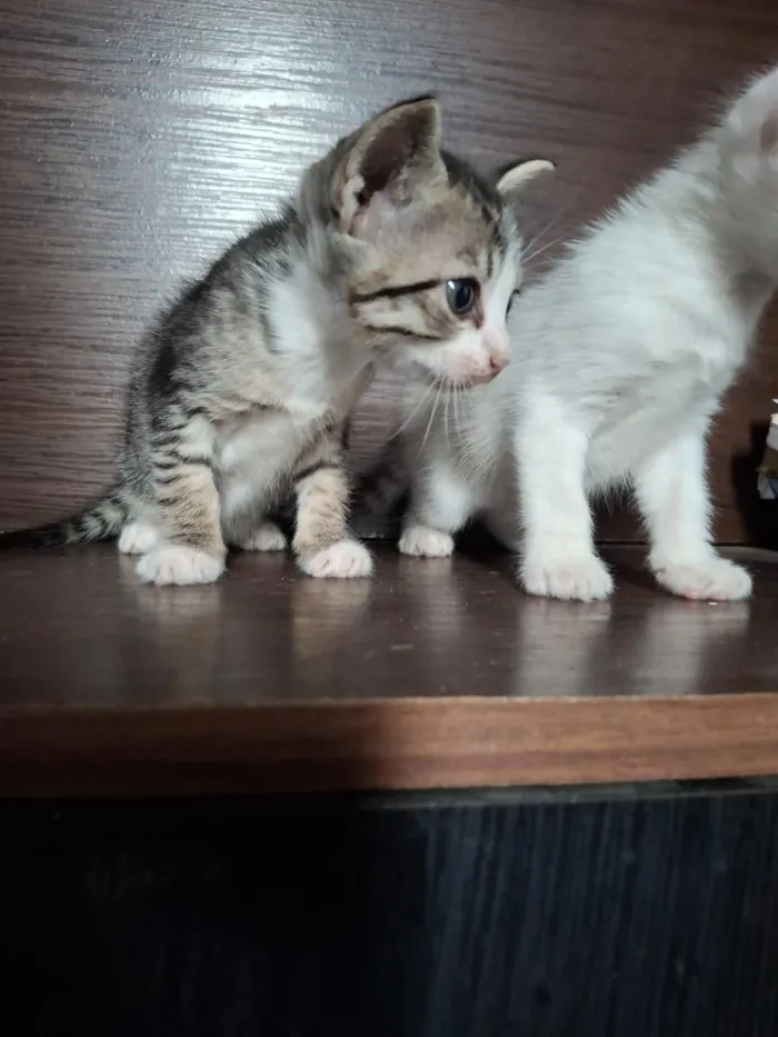 Gato raça SRD-ViraLata idade Abaixo de 2 meses nome filhotes de gato fêmeas e machos