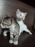 filhotes de gato fêmeas e machos