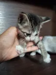 filhotes de gato fêmeas e machos