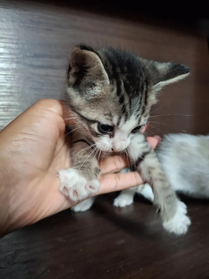 Gato raça SRD-ViraLata idade Abaixo de 2 meses nome filhotes de gato fêmeas e machos