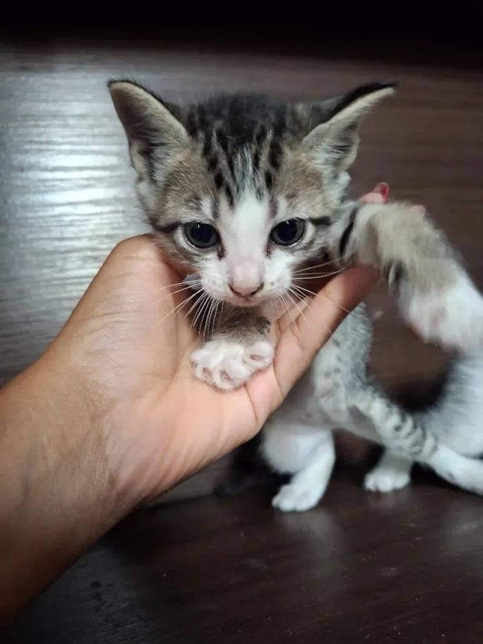Gato raça SRD-ViraLata idade Abaixo de 2 meses nome filhotes de gato fêmeas e machos