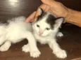 filhotes de gato fêmeas e machos