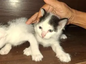 Gato raça SRD-ViraLata idade Abaixo de 2 meses nome filhotes de gato fêmeas e machos
