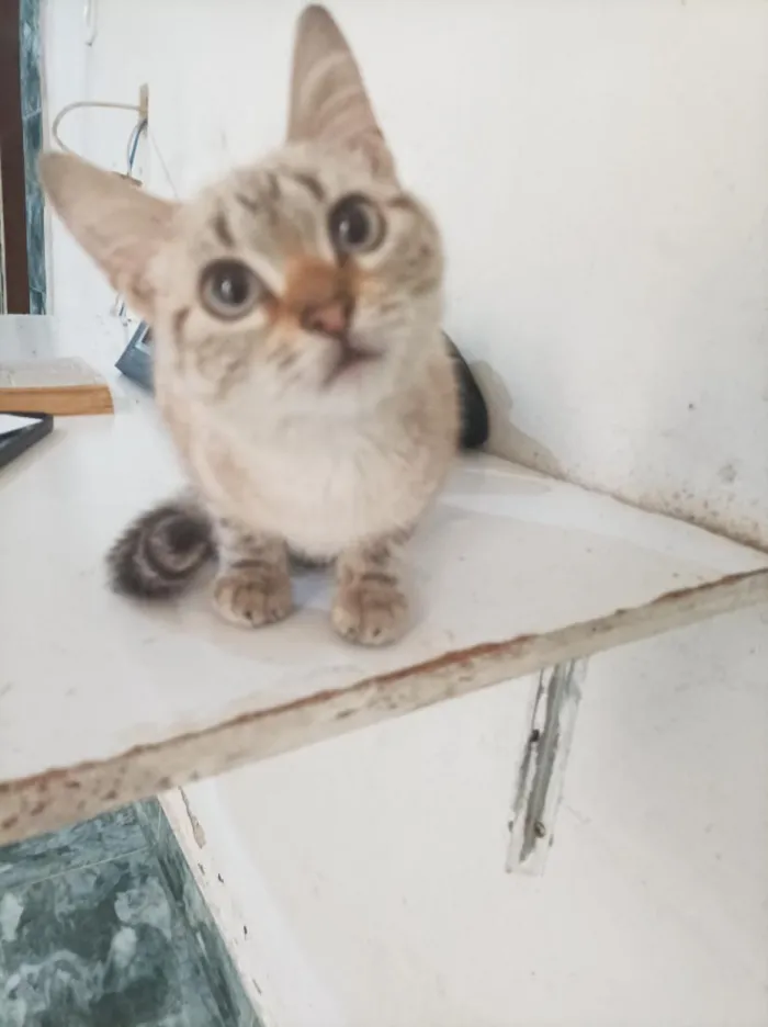 Gato raça SRD-ViraLata idade 2 a 6 meses nome Sem nome 
