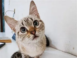 Gato raça SRD-ViraLata idade 2 a 6 meses nome Sem nome 