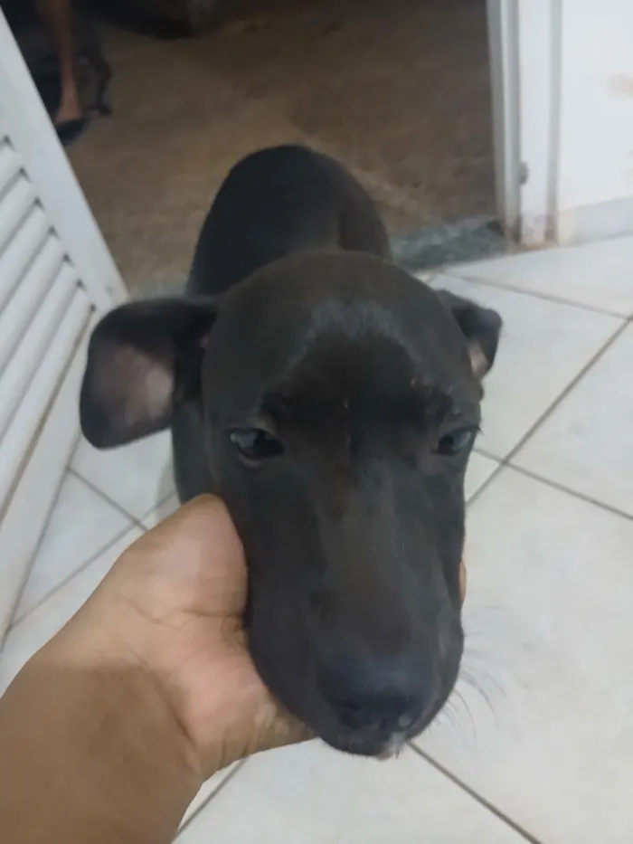 Cachorro raça SRD-ViraLata idade 2 a 6 meses nome milena