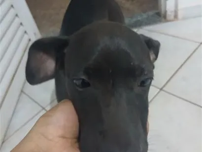 Cachorro raça SRD-ViraLata idade 2 a 6 meses nome milena