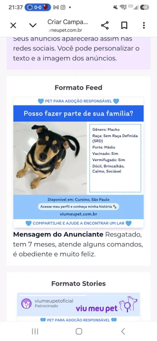 Cachorro raça SRD-ViraLata idade 7 a 11 meses nome Xerife 