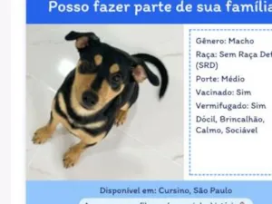Cachorro raça SRD-ViraLata idade 7 a 11 meses nome Xerife 