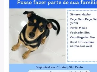 Cachorro raça SRD-ViraLata idade 7 a 11 meses nome Xerife 