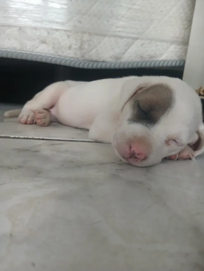 Cachorro raça Pit-Bull idade 2 a 6 meses nome kiara