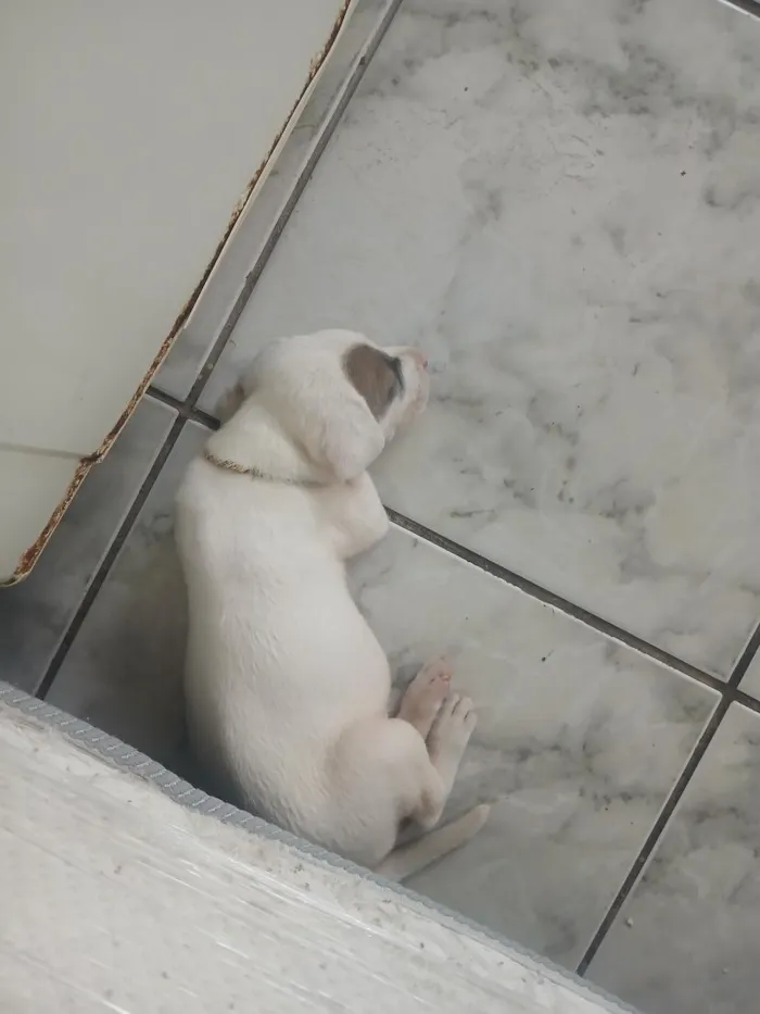 Cachorro raça Pit-Bull idade 2 a 6 meses nome kiara