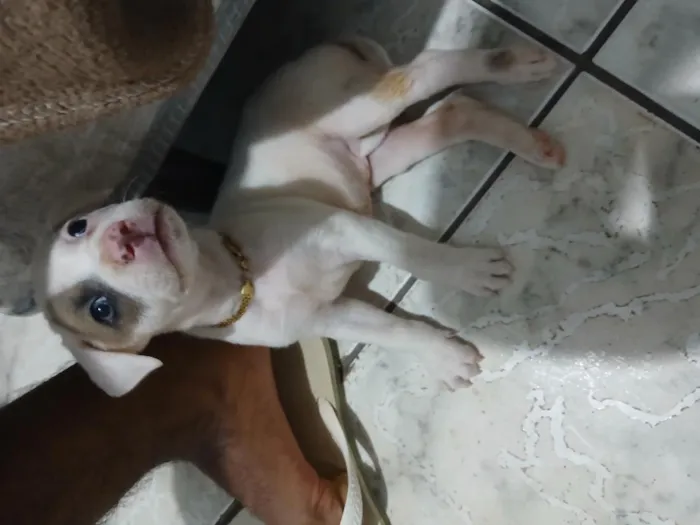Cachorro raça Pit-Bull idade 2 a 6 meses nome kiara