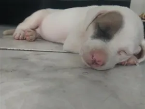 Cachorro raça Pit-Bull idade 2 a 6 meses nome kiara