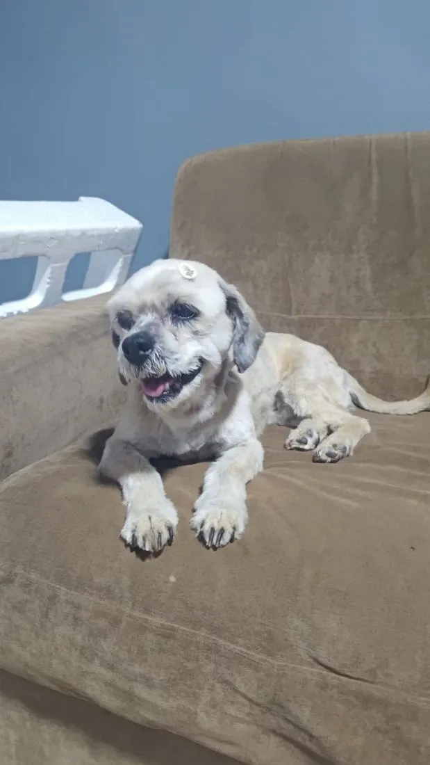 Cachorro raça Shitzu idade 6 ou mais anos nome Lola