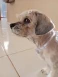 Lola