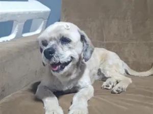 Cachorro raça Shitzu idade 6 ou mais anos nome Lola
