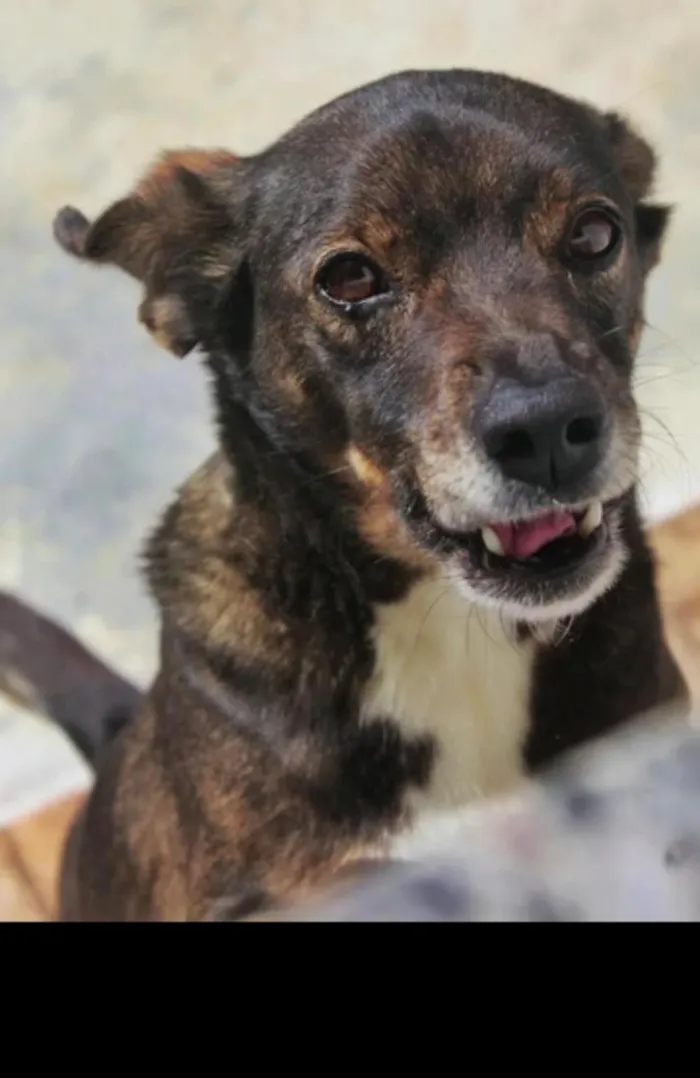 Cachorro raça SRD-ViraLata idade 6 ou mais anos nome Baco