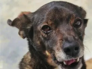 Cachorro raça SRD-ViraLata idade 6 ou mais anos nome Baco