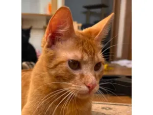 Gato raça SRD-ViraLata idade 7 a 11 meses nome Hellios