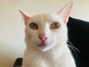 Gato raça SRD-ViraLata idade 2 anos nome Branquinha