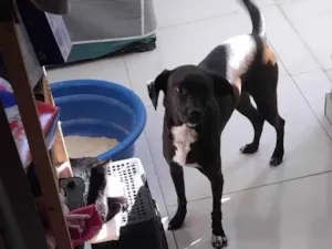 Cachorro raça SRD-ViraLata idade 5 anos nome Luna