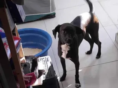 Cachorro raça SRD-ViraLata idade 5 anos nome Luna