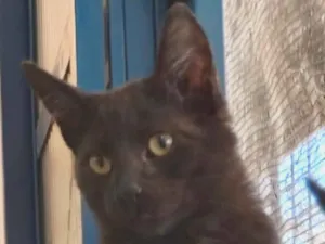 Gato raça SRD-ViraLata idade 2 a 6 meses nome Negresco
